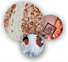 dermatopathology